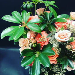 Bouquet of peach roses with glossy green foliage