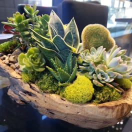 Assorted succulents and moss arranged in a rustic wooden bowl planter