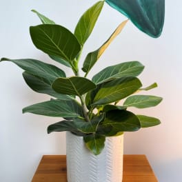 Ficus Audrey