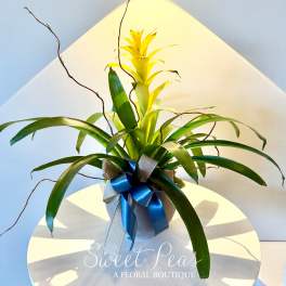Potted green bromeliad with blue and silver ribbon