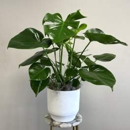 Potted Monstera Plant
