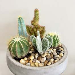 Desert Harmony Cactus Bowl