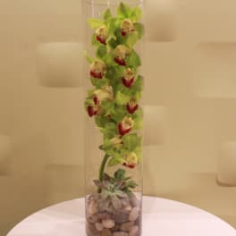 Tall orchid arrangement in a clear cylinder vase with succulents and stones