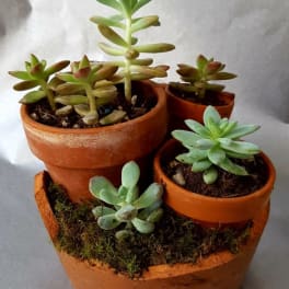 Cluster of small succulents in terracotta pots on a tray