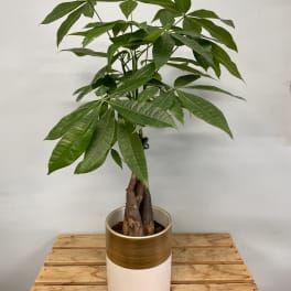 Potted money tree plant in a two-tone decorative container