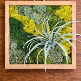 Framed moss wall with a small air plant attached