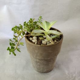 Small succulent arrangement in a brown pot with pebbles