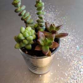Small potted succulent arrangement in a metal container