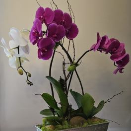 Purple and white orchids arranged in a rectangular metal planter