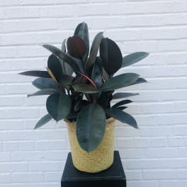 Potted rubber plant in a woven basket planter