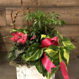Mixed potted plants in a white wooden box with pink ribbon