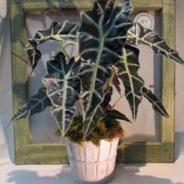 Potted plant with dark, arrow-shaped leaves in a white basket-style pot