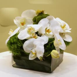 White orchids arranged in a square glass vase with green moss