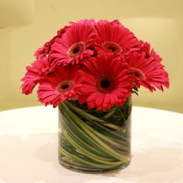 Pink gerbera daisies arranged in a clear glass vase