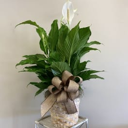 Tall peace lily plant with a white bloom in a woven basket with a large brown bow.