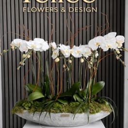 White orchids arranged in a low oval planter with moss