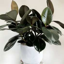 Glossy dark green rubber plant in a white pot on a small stand