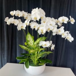 White orchids arranged in a white bowl planter