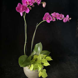 Pink orchids in a white pot with green foliage