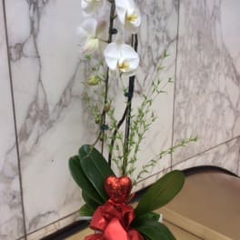 White orchid arrangement in a white pot with a red ribbon and heart decoration