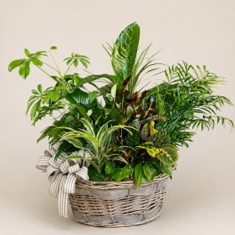 Mixed green houseplants in a wicker basket with a striped ribbon