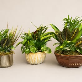Three potted tropical plant arrangements in decorative containers