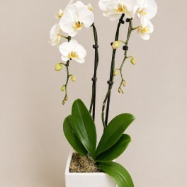Double Stem Orchid
