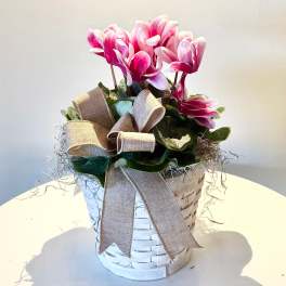 6" Pink Cyclamen