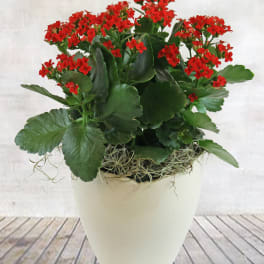 Potted plant with red flowers in a white planter