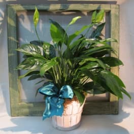 Potted green houseplant with a blue ribbon in a white container