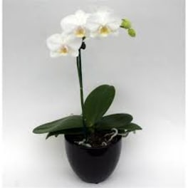 White orchid plant in a black pot