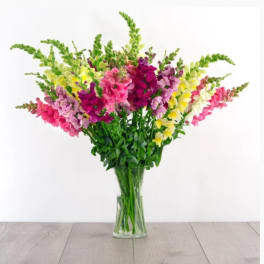 Tall bouquet of pink, purple, and yellow snapdragons in a clear glass vase