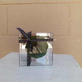 Green succulent in a clear square gift box with a black ribbon