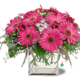 Compact arrangement of bright pink gerbera daisies in a clear glass cube vase
