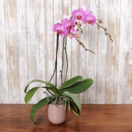 Potted pink orchid plant with arching blooms in a textured pink pot on a wooden table.
