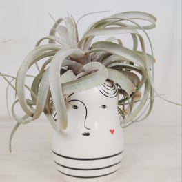 Air plant in a white face-shaped ceramic pot