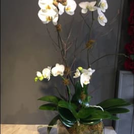 Tall orchid arrangement in a glass vase with white blooms
