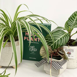 Three potted houseplants arranged around a green plant book