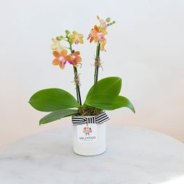 Potted orchid with orange and yellow blooms in a white container