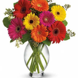 Colorful gerbera daisies arranged in a clear glass vase