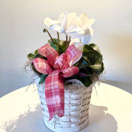 6" White Cyclamen