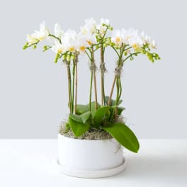 White orchid plant in a white pot with moss