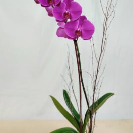 Purple orchid plant in a white square pot with decorative branches