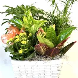 Mixed potted plants in a white wicker basket with a ribbon
