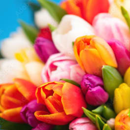 Close-up bouquet of multicolored tulips