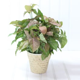 Potted plant with pink and green arrow-shaped leaves in a woven basket