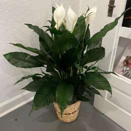 Tall peace lily plant with white blooms in a woven basket on a gray floor