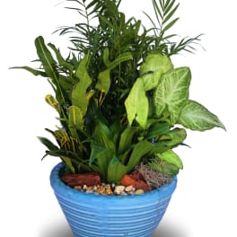 Mixed green houseplants in a ribbed blue ceramic pot with decorative stones
