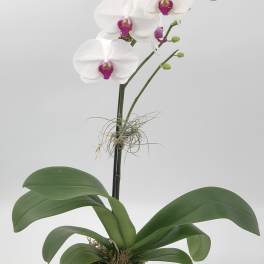 Potted white phalaenopsis orchid with magenta centers in a textured white ceramic pot