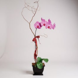 Lavender Phalaenopsis Orchid